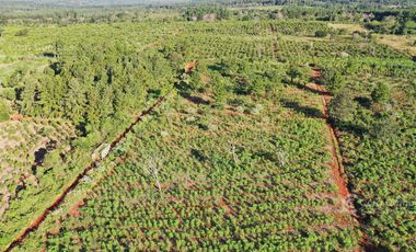 Se vende Chacra en San Ignacio Misiones. Yerba, forestación y arroyo