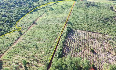 Se vende Chacra en San Ignacio Misiones. Yerba, forestación y arroyo