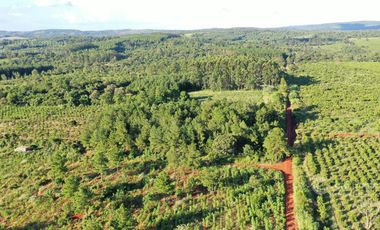 Se vende Chacra en San Ignacio Misiones. Yerba, forestación y arroyo