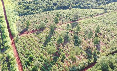 Se vende Chacra en San Ignacio Misiones. Yerba, forestación y arroyo