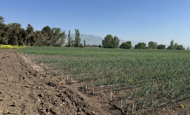 TERRENO LAMPA 12 HA