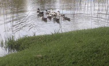 CASA QUINTA en ALQUILER TEMPORARIO EN EL DELTA 3 DORM 2 BAÑOS 9 PAX