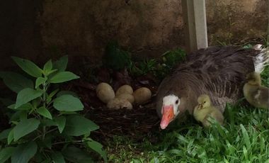 CASA QUINTA en ALQUILER TEMPORARIO EN EL DELTA 3 DORM 2 BAÑOS 9 PAX