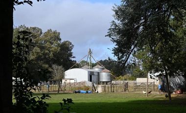 FEEDLOT EN ALQUILER – RUTA 7 KM 87 – LUJAN