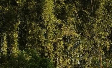 Coatepec Veracruz Bellisimo terreno, Ideal para desarrolladores.