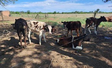 46 HECTAREAS DE CAMPO EN ZONA RURAL  - LOBOS