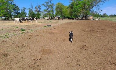 46 HECTAREAS DE CAMPO EN ZONA RURAL  - LOBOS