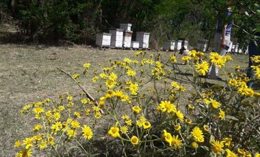 46 HECTAREAS DE CAMPO EN ZONA RURAL  - LOBOS