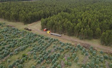 Campo en Necochea
