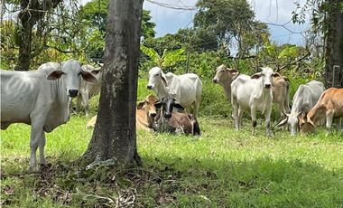 SE VENDE FINCA EN ALCALA  CON 8 CUADRAS