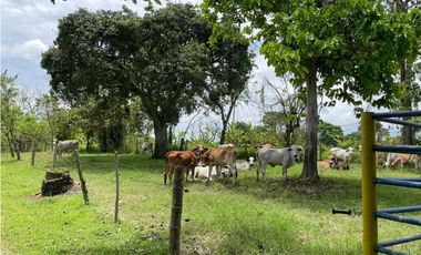 SE VENDE FINCA EN ALCALA  CON 8 CUADRAS