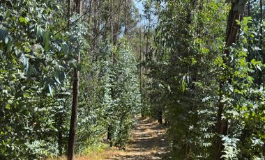 Parcela en venta en RÁNQUIL