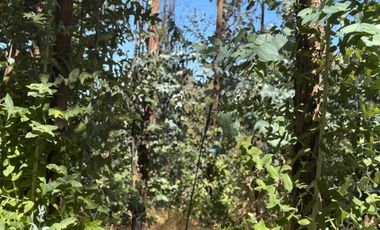 Parcela en venta en RÁNQUIL