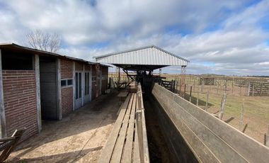 CAMPO FEEDLOT VENTA DIVERSOS USOS COMERCIALES PUEBLO MUÑOZ