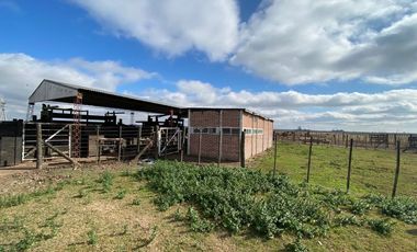 CAMPO FEEDLOT VENTA DIVERSOS USOS COMERCIALES PUEBLO MUÑOZ