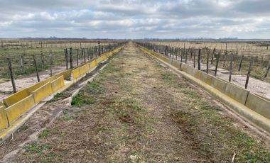 CAMPO FEEDLOT VENTA DIVERSOS USOS COMERCIALES PUEBLO MUÑOZ