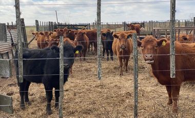 CAMPO FEEDLOT VENTA DIVERSOS USOS COMERCIALES PUEBLO MUÑOZ