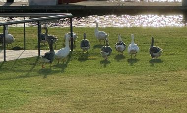 Venta Departamento en la ISLA DEL CANAL, NORDELTA frente al río