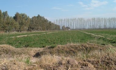 Campo en Resolana 1887 Has a 31km de San Rafael