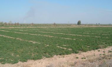 Campo en Resolana 1887 Has a 31km de San Rafael