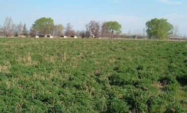 Campo en Resolana 1887 Has a 31km de San Rafael
