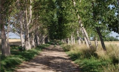 Campo en Resolana 1887 Has a 31km de San Rafael