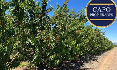 Agrícola en Venta en KM 1.5 CAMINO HACIA RIO CLARO