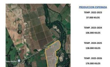Agrícola en Venta en KM 1.5 CAMINO HACIA RIO CLARO