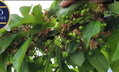 Agrícola en Venta en KM 1.5 CAMINO HACIA RIO CLARO