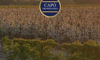 Agrícola en Venta en KM 1.5 CAMINO HACIA RIO CLARO