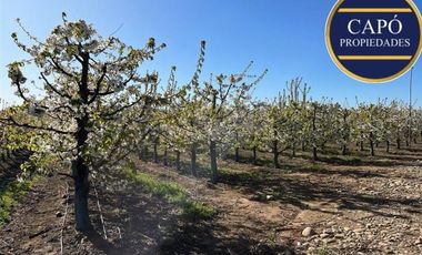 Agrícola en Venta en KM 1.5 CAMINO HACIA RIO CLARO