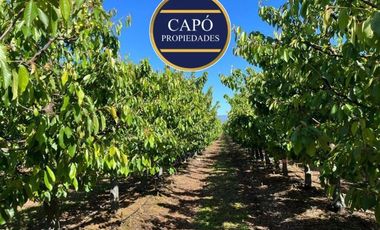 Agrícola en Venta en KM 1.5 CAMINO HACIA RIO CLARO