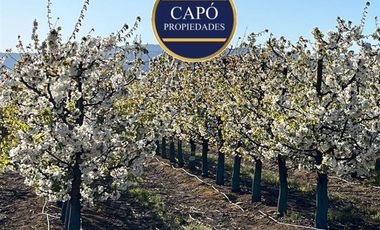 Agrícola en Venta en KM 1.5 CAMINO HACIA RIO CLARO