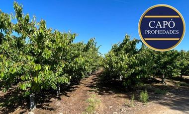 Agrícola en Venta en KM 1.5 CAMINO HACIA RIO CLARO