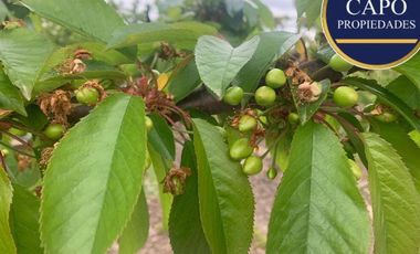Agrícola en Venta en KM 1.5 CAMINO HACIA RIO CLARO