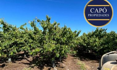 Agrícola en Venta en KM 1.5 CAMINO HACIA RIO CLARO