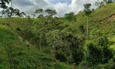 Venta de finca en Maceo, Antioquia - Colombia.