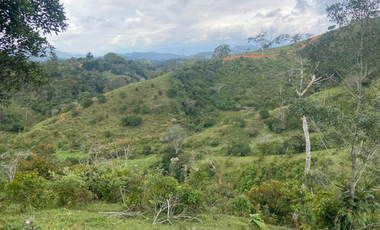 Lotes con linda vista y bosque nativo ingreso via principal-Yolombo