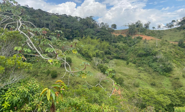 Lotes con linda vista y bosque nativo ingreso via principal-Yolombo