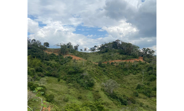 Lotes con linda vista y bosque nativo ingreso via principal-Yolombo