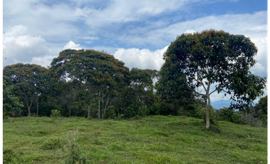 Lotes con linda vista y bosque nativo ingreso via principal-Yolombo