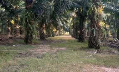 Land for sale in Cha-Am, Phetchaburi