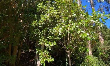 Parcela en Venta en Maullín