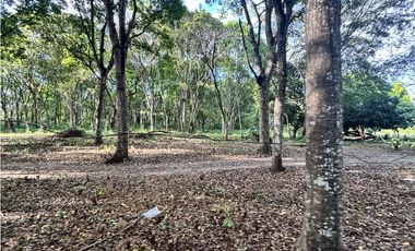 VENDO 10 HECTAREAS EN LA INTERAMERICANA PANAMERICANA  GORGONA