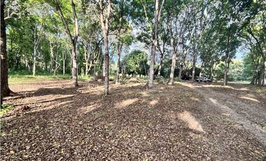 VENDO 10 HECTAREAS EN LA INTERAMERICANA PANAMERICANA  GORGONA