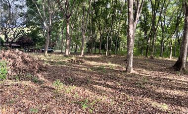 VENDO 10 HECTAREAS EN LA INTERAMERICANA PANAMERICANA  GORGONA