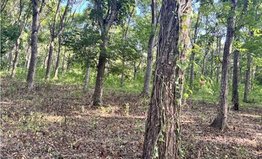 VENDO 10 HECTAREAS EN LA INTERAMERICANA PANAMERICANA  GORGONA