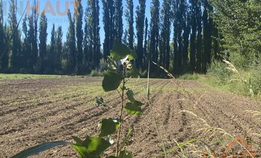 Terreno - Vista Alegre Sur