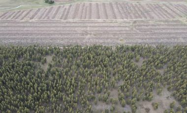 Campo en Ramon Santamarina