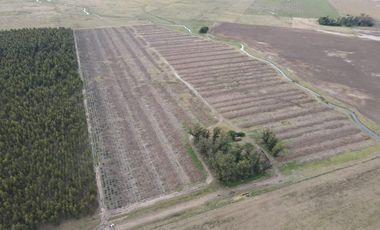 Campo en Ramon Santamarina